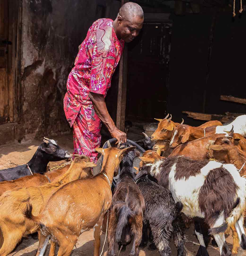 man tending goats